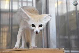 Attēlu rezultāti vaicājumam “Vulpes zerda”