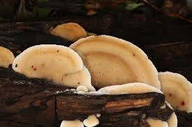 Attēlu rezultāti vaicājumam “Gloeoporus pannocinctus”