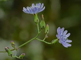 Attēlu rezultāti vaicājumam “Lactuca tatarica flower”