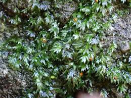 Attēlu rezultāti vaicājumam “Fissidens pusillus”