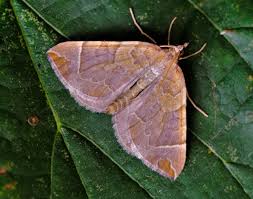 Attēlu rezultāti vaicājumam “Eulithis testata”