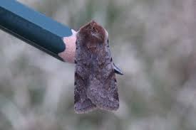 Attēlu rezultāti vaicājumam “Cerastis rubricosa”