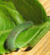 Attēlu rezultāti vaicājumam “Pieris napi female”