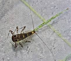 Attēlu rezultāti vaicājumam “Heptagenia sulphurea”