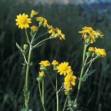 Attēlu rezultāti vaicājumam “Senecio vernalis flower”