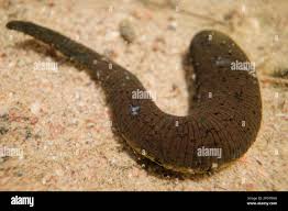 Attēlu rezultāti vaicājumam “Haemopis sanguisuga”