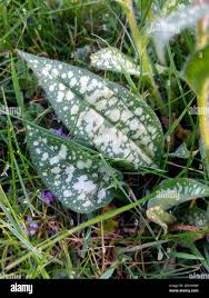 Attēlu rezultāti vaicājumam “Pulmonaria saccharata leaf”