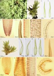 Attēlu rezultāti vaicājumam “Leucobryum juniperoideum”