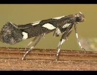 Attēlu rezultāti vaicājumam “Calybites phasianipennella”