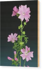 Attēlu rezultāti vaicājumam “Malva moschata flower”