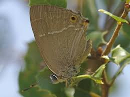 Attēlu rezultāti vaicājumam “Favonius quercus underside”