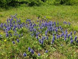 Attēlu rezultāti vaicājumam “Ajuga genevensis flower”