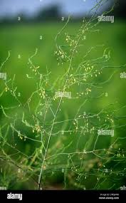 Attēlu rezultāti vaicājumam “Asparagus officinalis leaf”