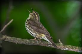 Image result for Seiurus noveboracensis