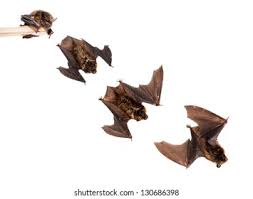 Attēlu rezultāti vaicājumam “Eptesicus nilssonii”