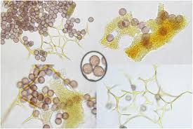 Attēlu rezultāti vaicājumam “Willkommlangea reticulata spores”