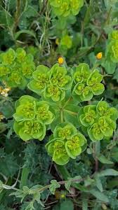 Attēlu rezultāti vaicājumam “Euphorbia helioscopia leaf”