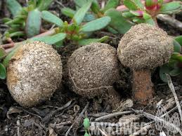 Attēlu rezultāti vaicājumam “Tulostoma fimbriatum”