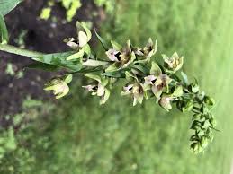Attēlu rezultāti vaicājumam “Epipactis helleborine fruit”