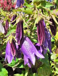 Image result for Campanula strigosa