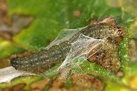 Attēlu rezultāti vaicājumam “Ancylis apicella”