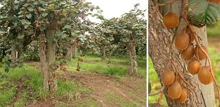 Attēlu rezultāti vaicājumam “Actinidia kolomikta fruit”
