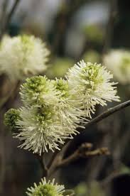 Attēlu rezultāti vaicājumam “Fothergilla major”