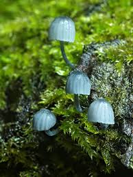Attēlu rezultāti vaicājumam “Mycena pseudocorticola”