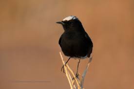 Image result for Oenanthe leucopyga