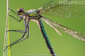 Attēlu rezultāti vaicājumam “Calopteryx splendens”