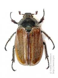 Attēlu rezultāti vaicājumam “Melolontha hippocastani”