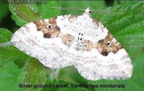 Attēlu rezultāti vaicājumam “Xanthorhoe montanata”