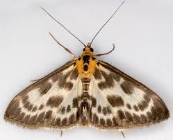 Attēlu rezultāti vaicājumam “Anania hortulata”