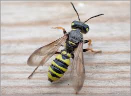 Attēlu rezultāti vaicājumam “Cerceris arenaria”