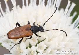 Attēlu rezultāti vaicājumam “Paracorymbia maculicornis”