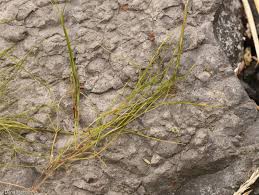 Attēlu rezultāti vaicājumam “Stuckenia pectinata”