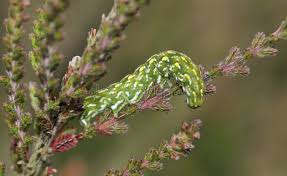 Attēlu rezultāti vaicājumam “Anarta myrtilli”