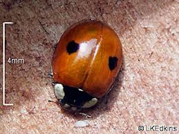 Attēlu rezultāti vaicājumam “Adalia bipunctata imago”