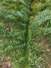 Attēlu rezultāti vaicājumam “Abies veitchii”