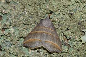 Attēlu rezultāti vaicājumam “Colobochyla salicalis”