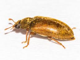 Attēlu rezultāti vaicājumam “Byturus ochraceus”