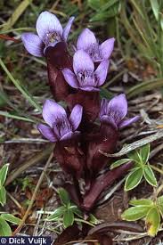 Attēlu rezultāti vaicājumam “Gentianella campestris”