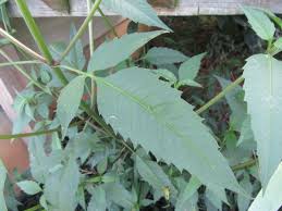 Attēlu rezultāti vaicājumam “Bidens tripartita leaf”