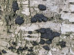 Attēlu rezultāti vaicājumam “Hypoxylon multiforme”