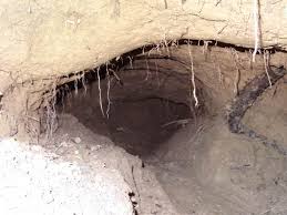 Image result for Castor fiber