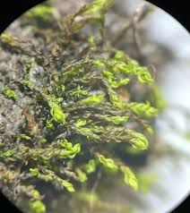 Attēlu rezultāti vaicājumam “Dichodontium pellucidum macro”