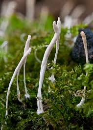 Attēlu rezultāti vaicājumam “Eocronartium muscicola”