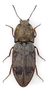 Attēlu rezultāti vaicājumam “Prosternon tessellatum”