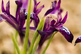Attēlu rezultāti vaicājumam “Iris reticulata”