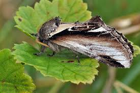 Attēlu rezultāti vaicājumam “Pheosia gnoma male”